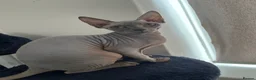 Sphynx cats for sale: Sphynx kittens due-Taking Expressions of Interest - Advert 1