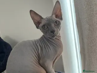 Sphynx cats Sphynx kittens due-Taking Expressions of Interest - Advert 2