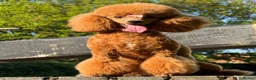 Toy Poodle dogs for sale: Loving Home Wanted for Toy Poodle Callie - Advert 4