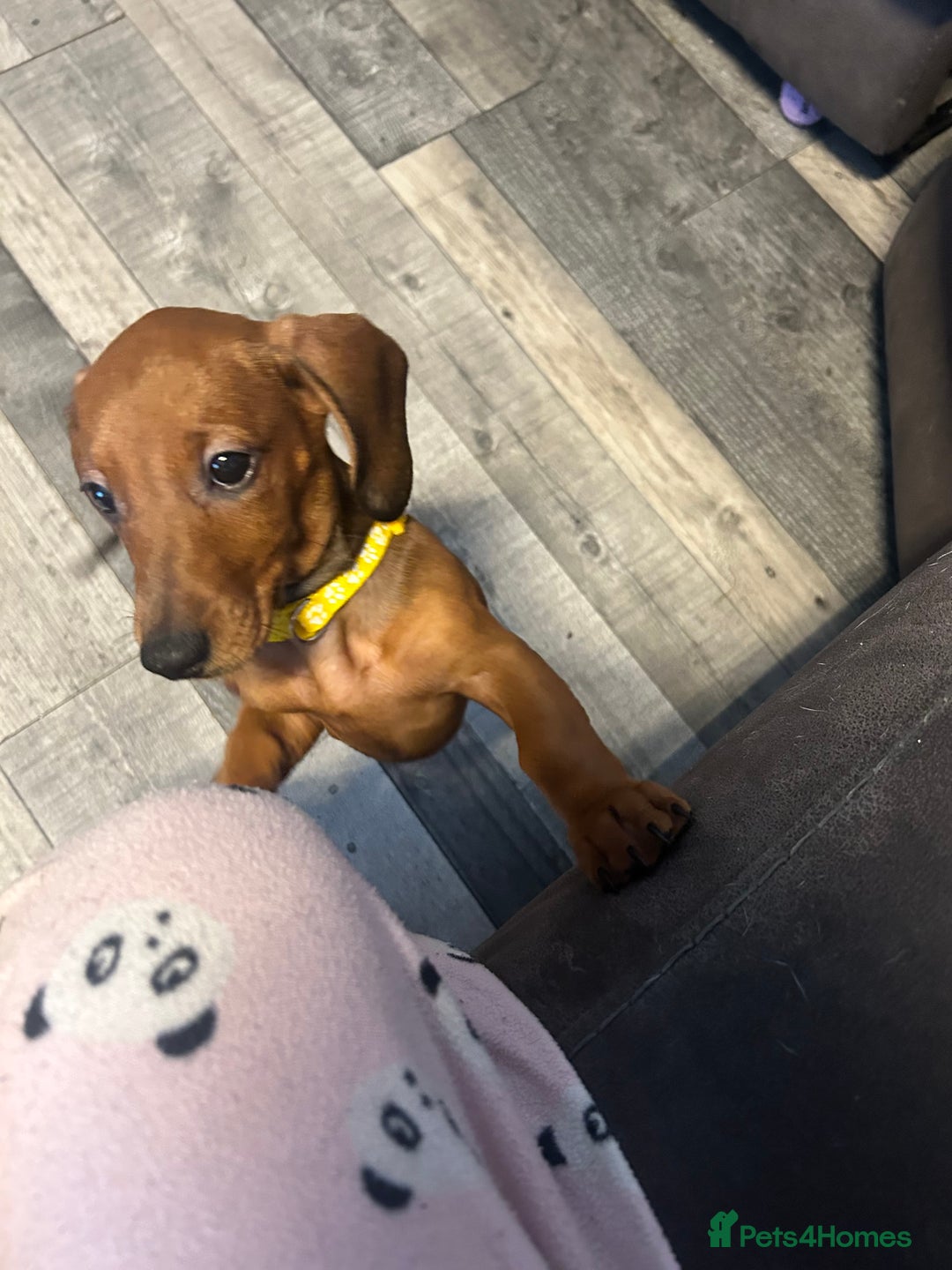 Dachshund dogs for sale: Ready now! Dachshund puppy/sausage dog 1 girl left - Image 7
