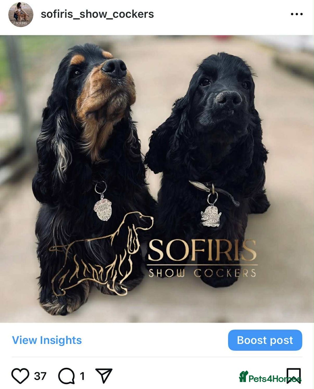 Cocker Spaniel dogs for stud: 100% show import stud - Advert 16