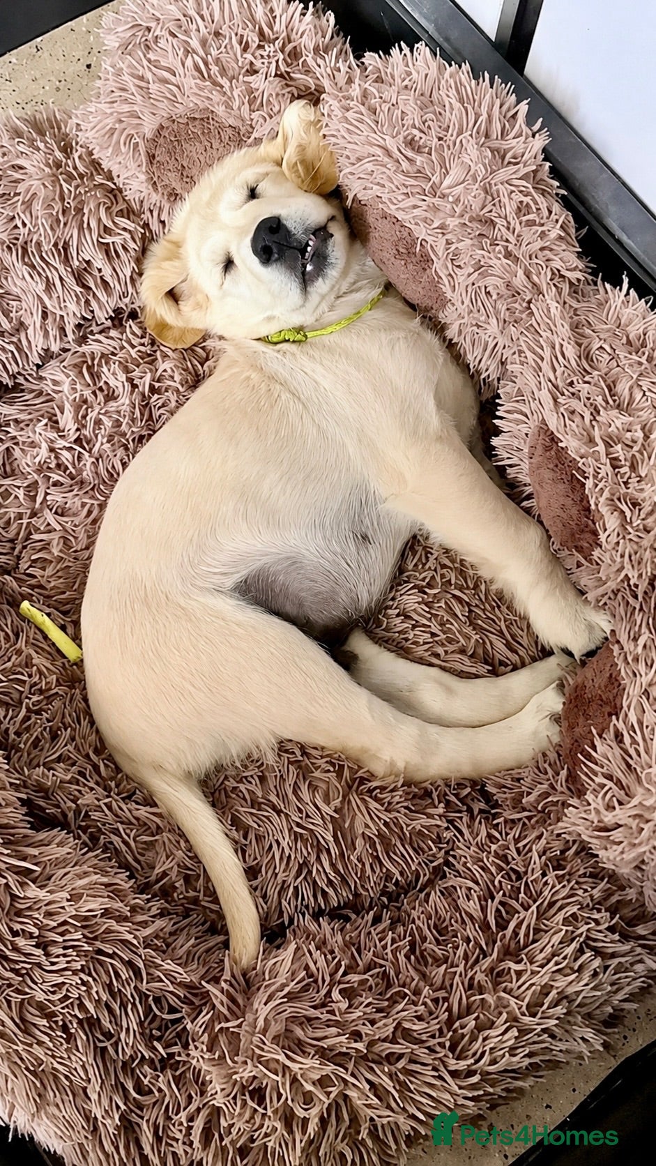 Golden Retriever dogs Exceptional Golden Retriever Puppies 🐾 - Advert 2
