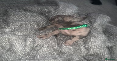 French Bulldog dogs - Advert 2