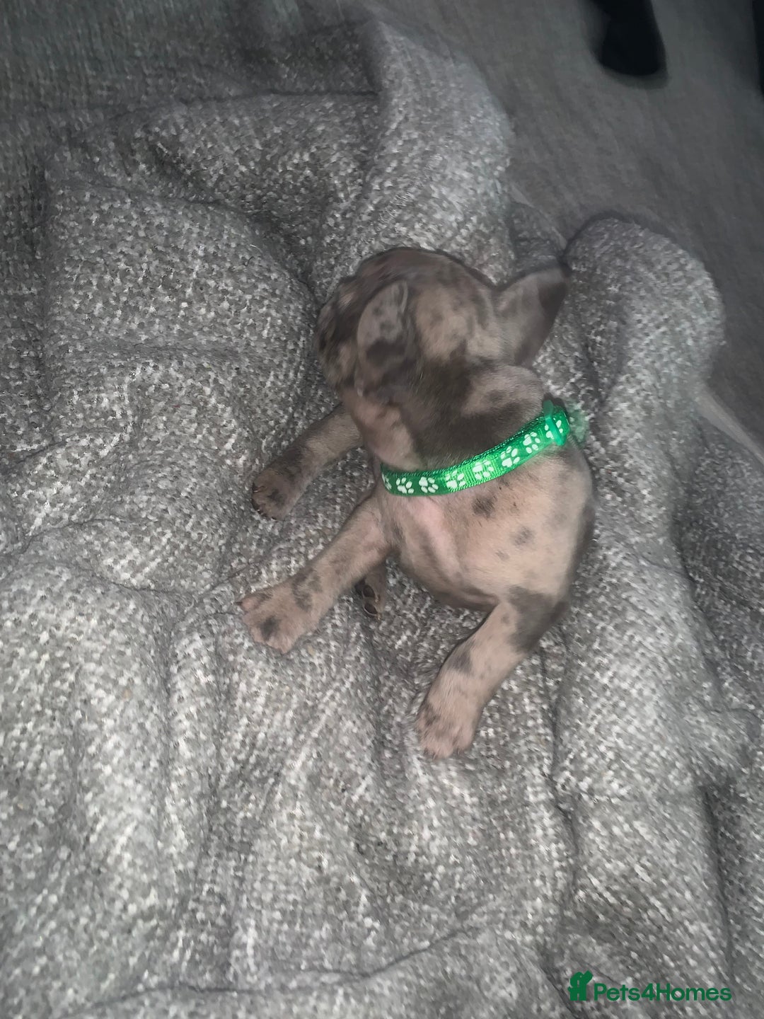 French Bulldog dogs for sale: REDUCED!!🥰Ready SOON 🐾 French bulldog puppies - Image 3