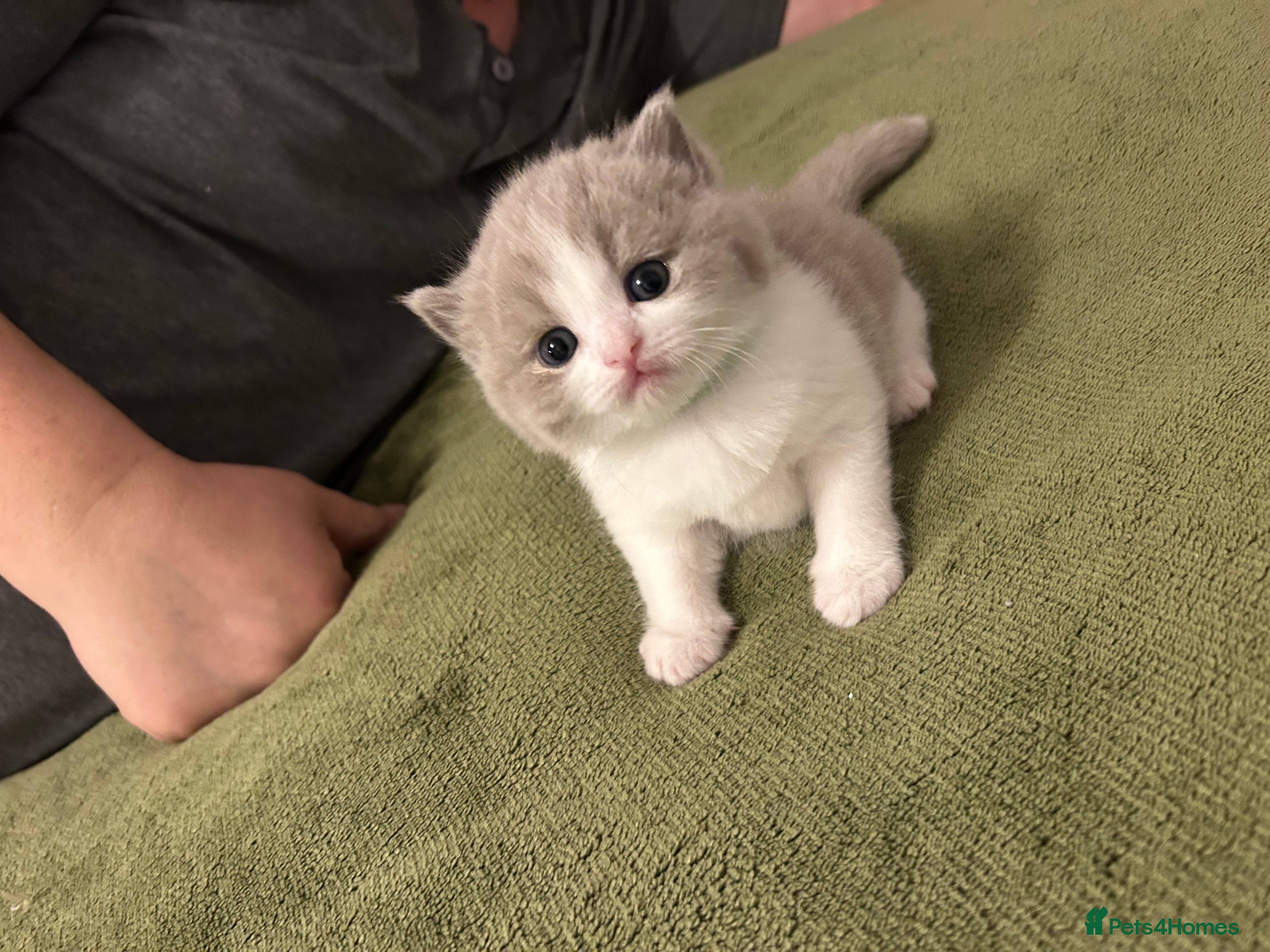 British Shorthair cats BSH Litter of 4 kittens 💙🧡💛💜 - Advert 2