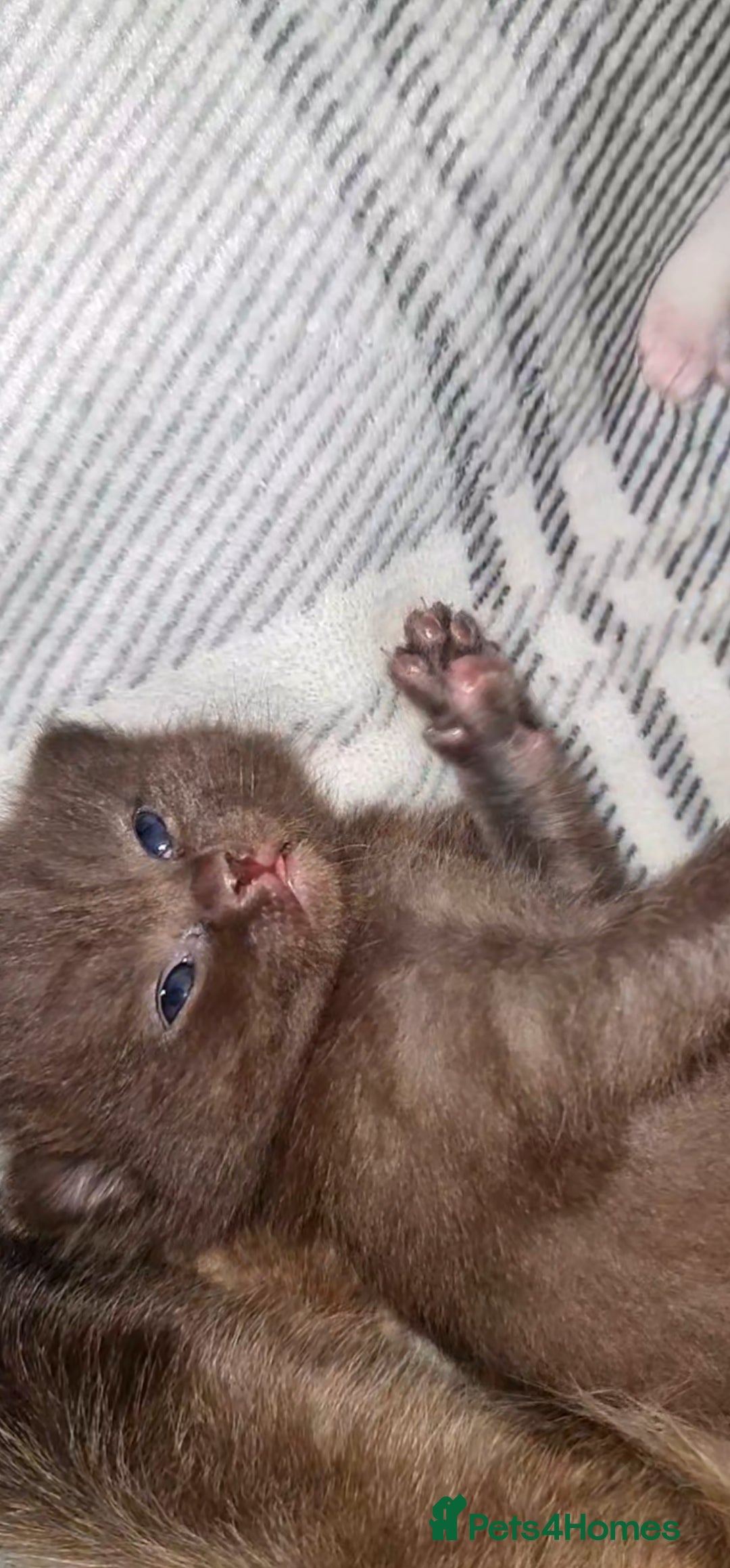 British Shorthair cats Choc and dark choc British shorthair/ragdoll  - Advert 12