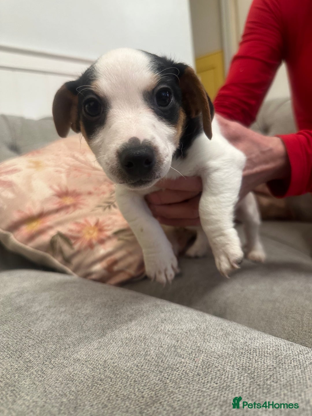 Jack Russell dogs for sale: Jack Russel Chipped, Vaccined, health checked. - Advert 1