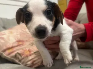 Jack Russell dogs Jack Russel Chipped, Vaccined, health checked. - Advert 13