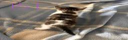 Mixed Breed cats for sale: Gorgeous litter of playful kittens - Advert 5