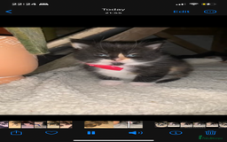 Mixed Breed cats for sale: Kittens for sale  - Image 19