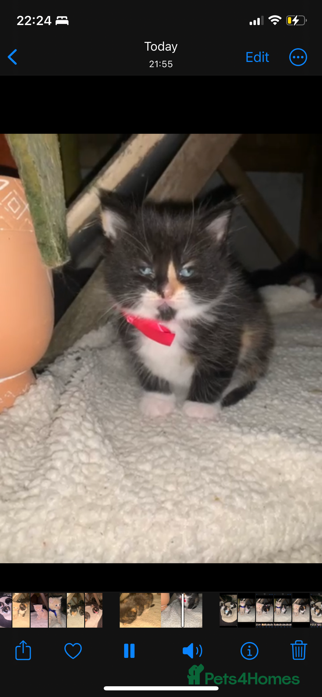 Mixed Breed cats for sale: Kittens for sale  - Image 19