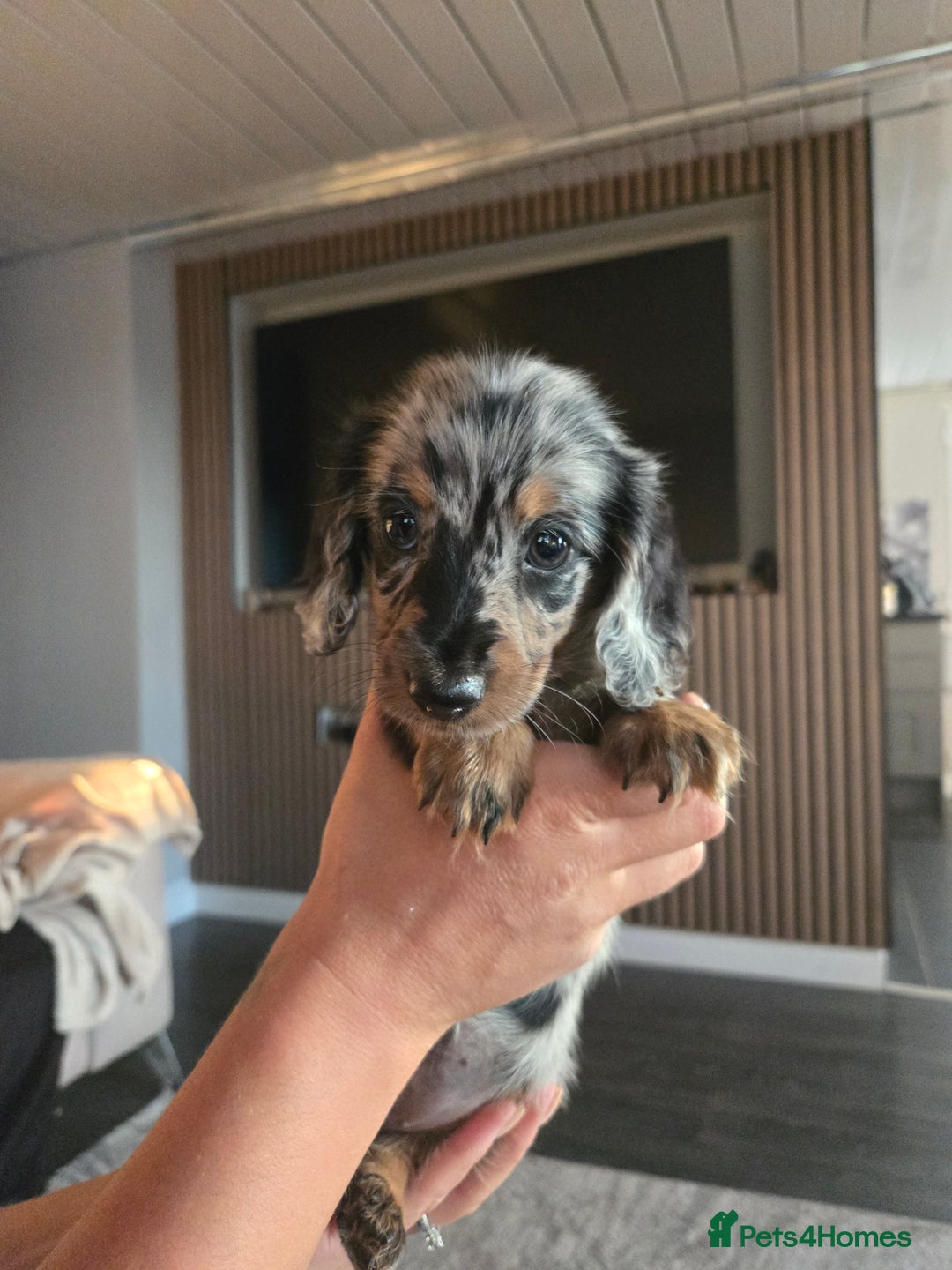 Miniature Dachshund dogs for sale: ✨️Beautiful silver dapple female✨️ - Image 6