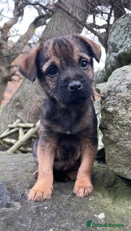 Border Terrier dogs Border Terrier Bitch pup. - Advert 2