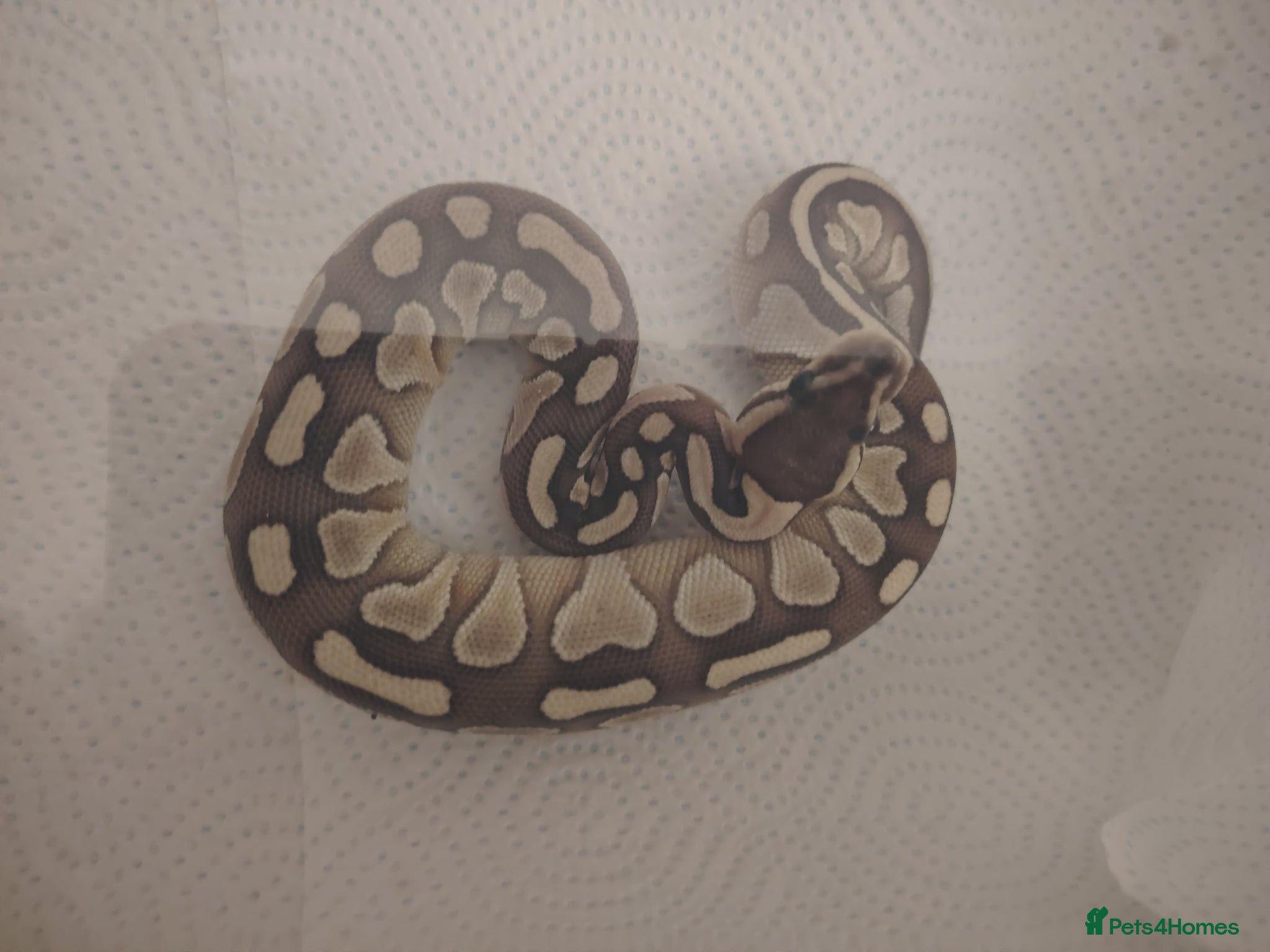 Python Snake reptiles Baby pythons for sale  - Advert 6