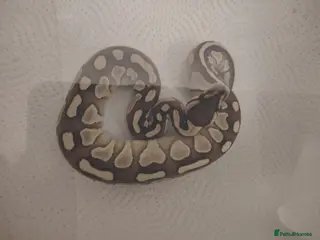 Python Snake reptiles Baby pythons for sale - Advert 6