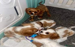 Cavalier King Charles Spaniel dogs for sale: King Charles cavalier  in Arundel - Image 6
