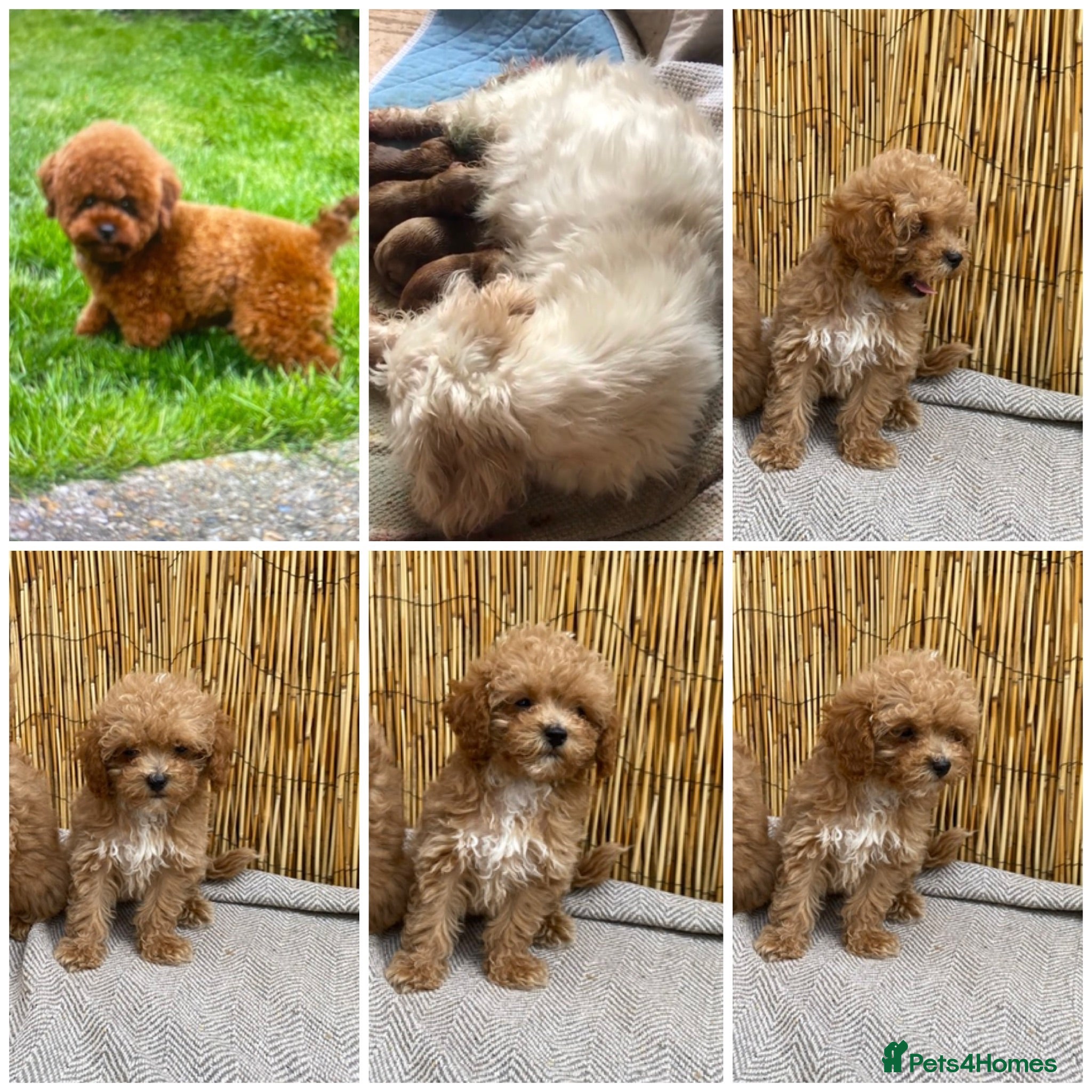 Maltipoo dogs RARE Tiny Asian maltipoo male puppy  - Advert 9