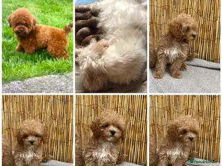 Maltipoo dogs RARE Tiny Asian maltipoo male puppy - Advert 9