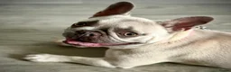 French Bulldog dogs for sale: Female frenchie rehome - Advert 8