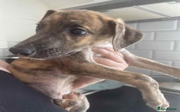 Greyhound dogs for sale: 10 weeks old greyhound boy - Image 7