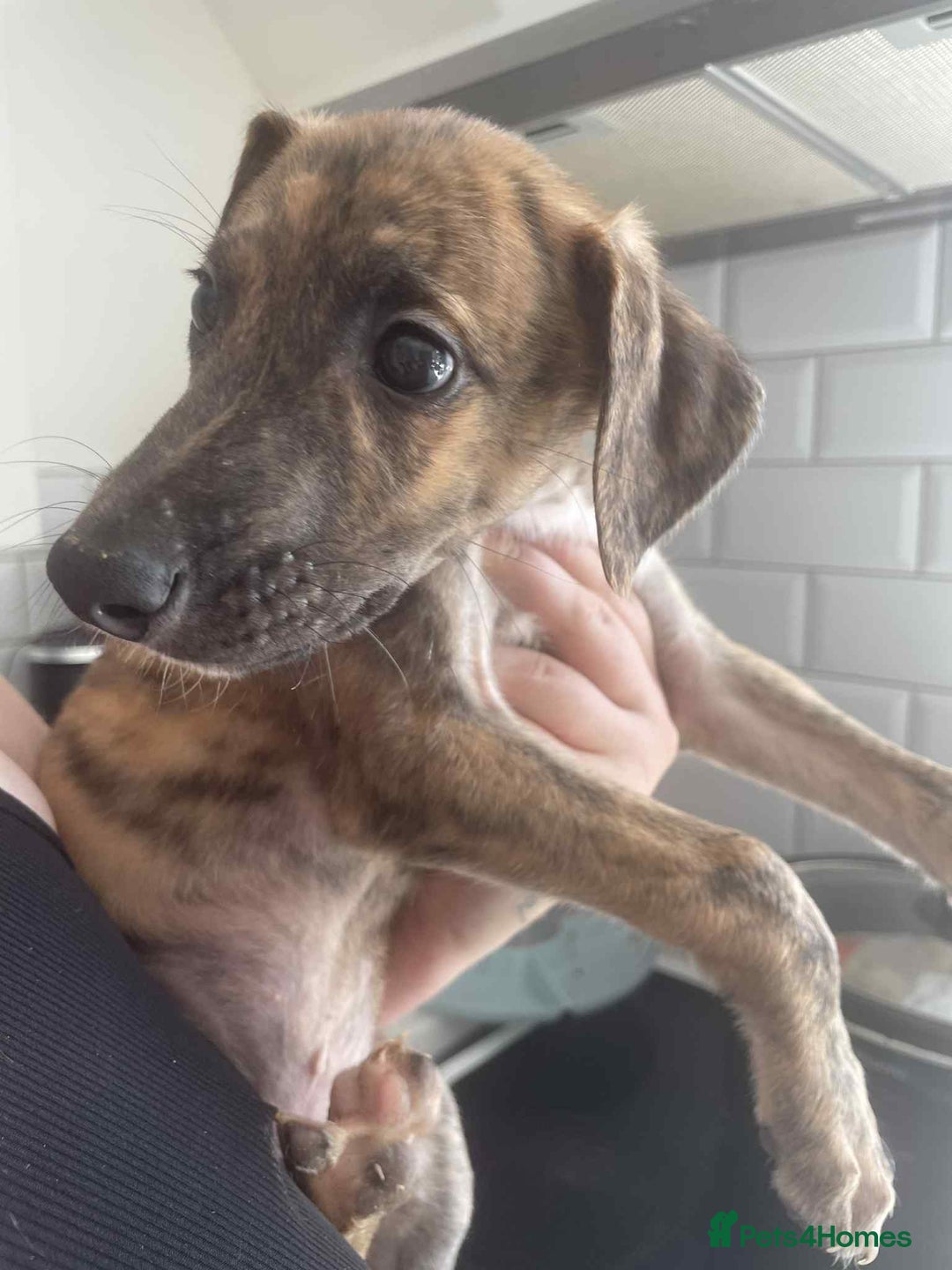 Greyhound dogs for sale: 10 weeks old greyhound boy - Image 7