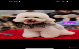Cavapoo dogs for sale: Extensively Health Tested Apricot Cavapoo pups - Image 5