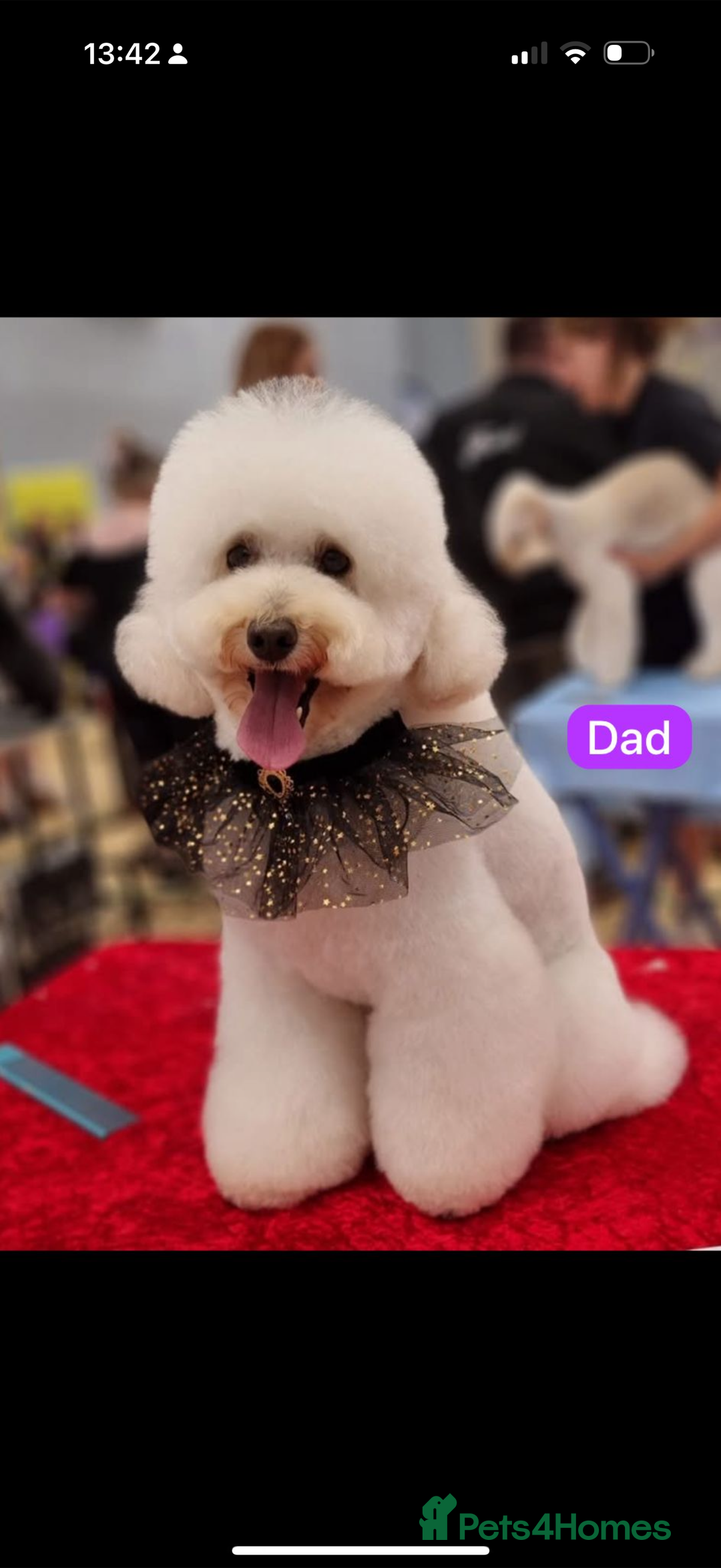 Cavapoo dogs for sale: Extensively Health Tested Apricot Cavapoo pups - Image 5
