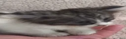Siberian cats for sale: Siberian kittens with pedigree READY TO GO  - Advert 8