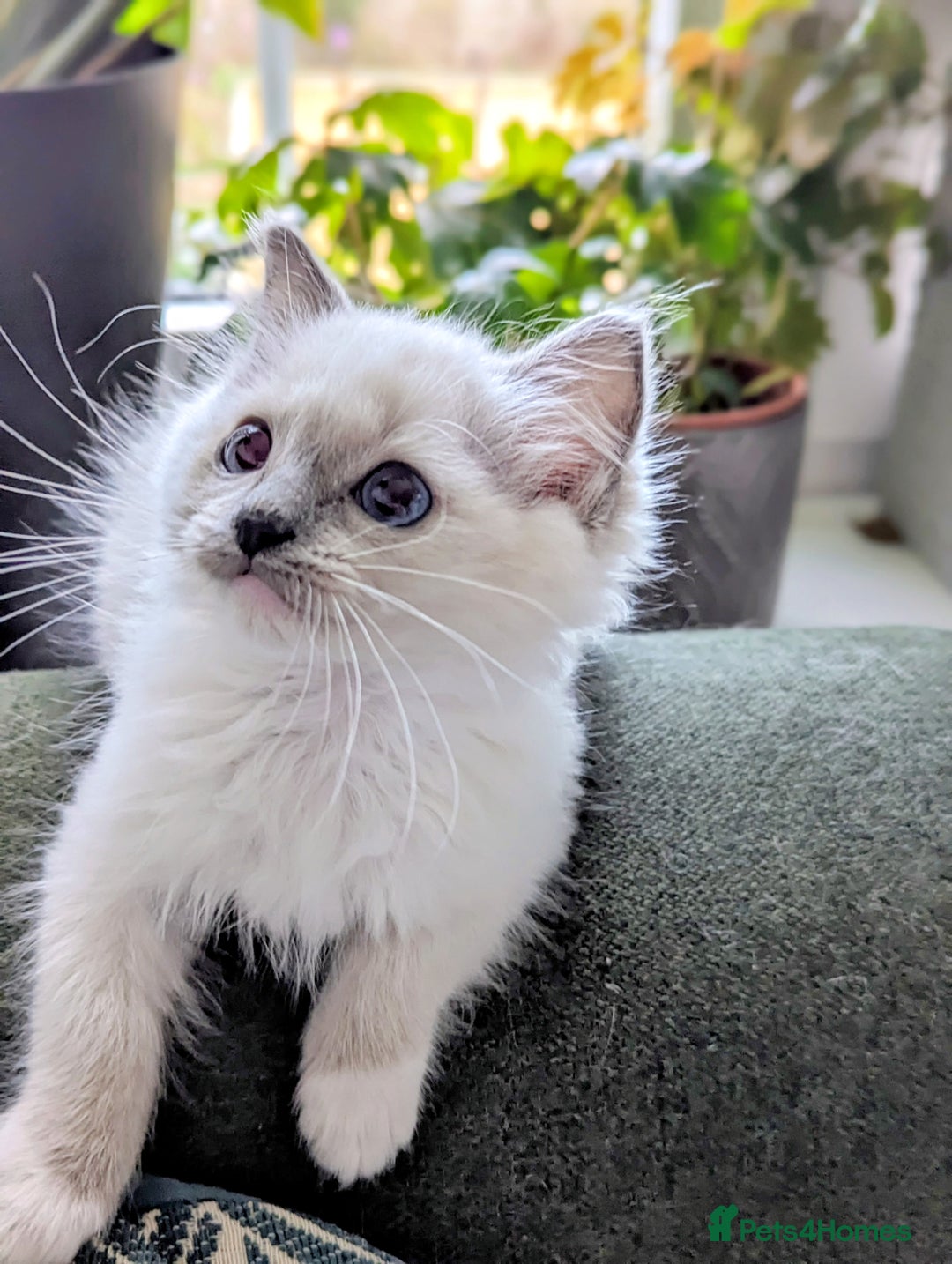 Ragdoll cats for sale: Last Gorgeous Ragdoll kitten - Image 6