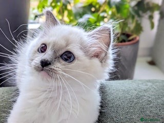 Ragdoll cats - Advert 8