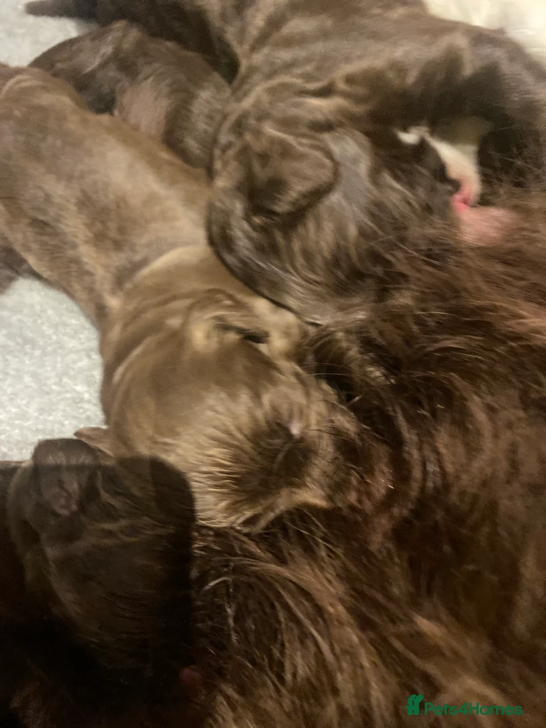 Cocker Spaniel dogs for sale: Working cocker spaniel  - Advert 12