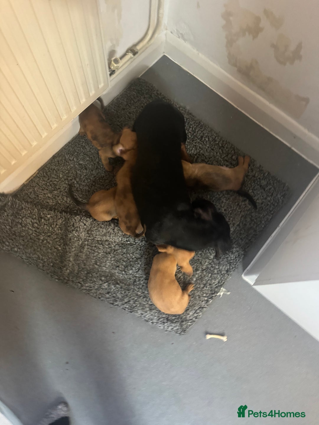 Dachshund dogs for sale: 5 beautiful dachshund 1 girl 4 boys - Advert 20