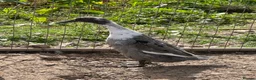 Ducks poultry for sale: Indian runner ducks,Emden geese,Muscovy,brown hens - Advert 11