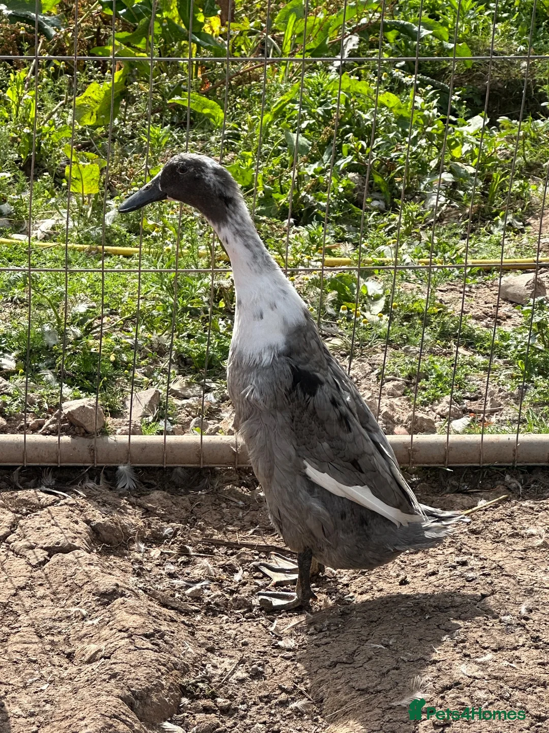 Ducks poultry for sale: Indian runner ducks,Emden geese,Muscovy,brown hens - Advert 11