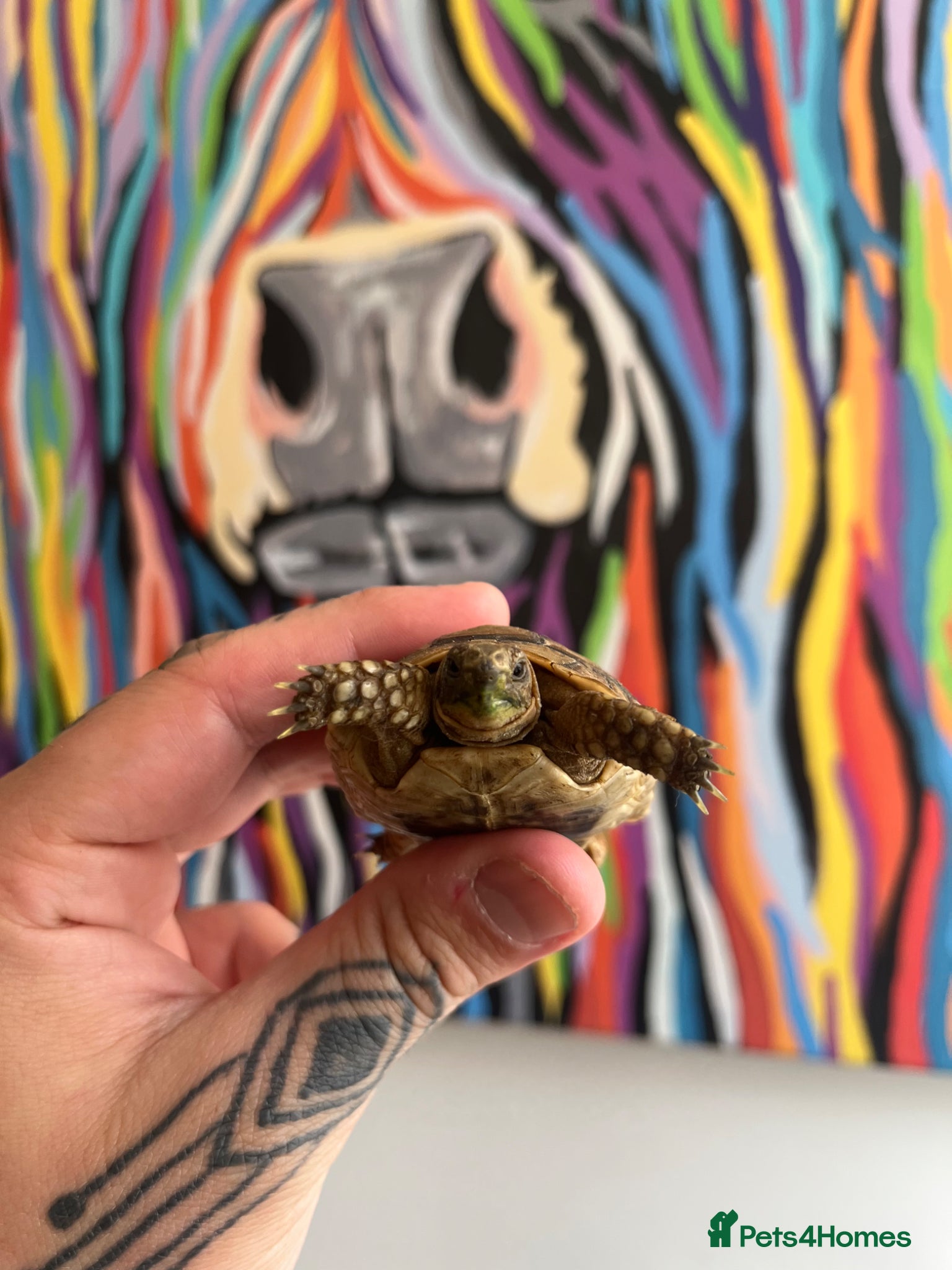 Tortoise reptiles Baby Greek tortoise  - Advert 19