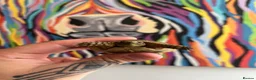 Tortoise reptiles for sale: BABY GREEK TORTOISE  - Advert 2