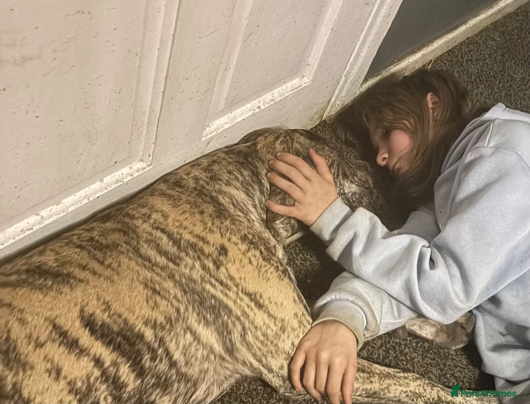 Mixed Breed dogs for sale: Cane corso x boerboel - Advert 2