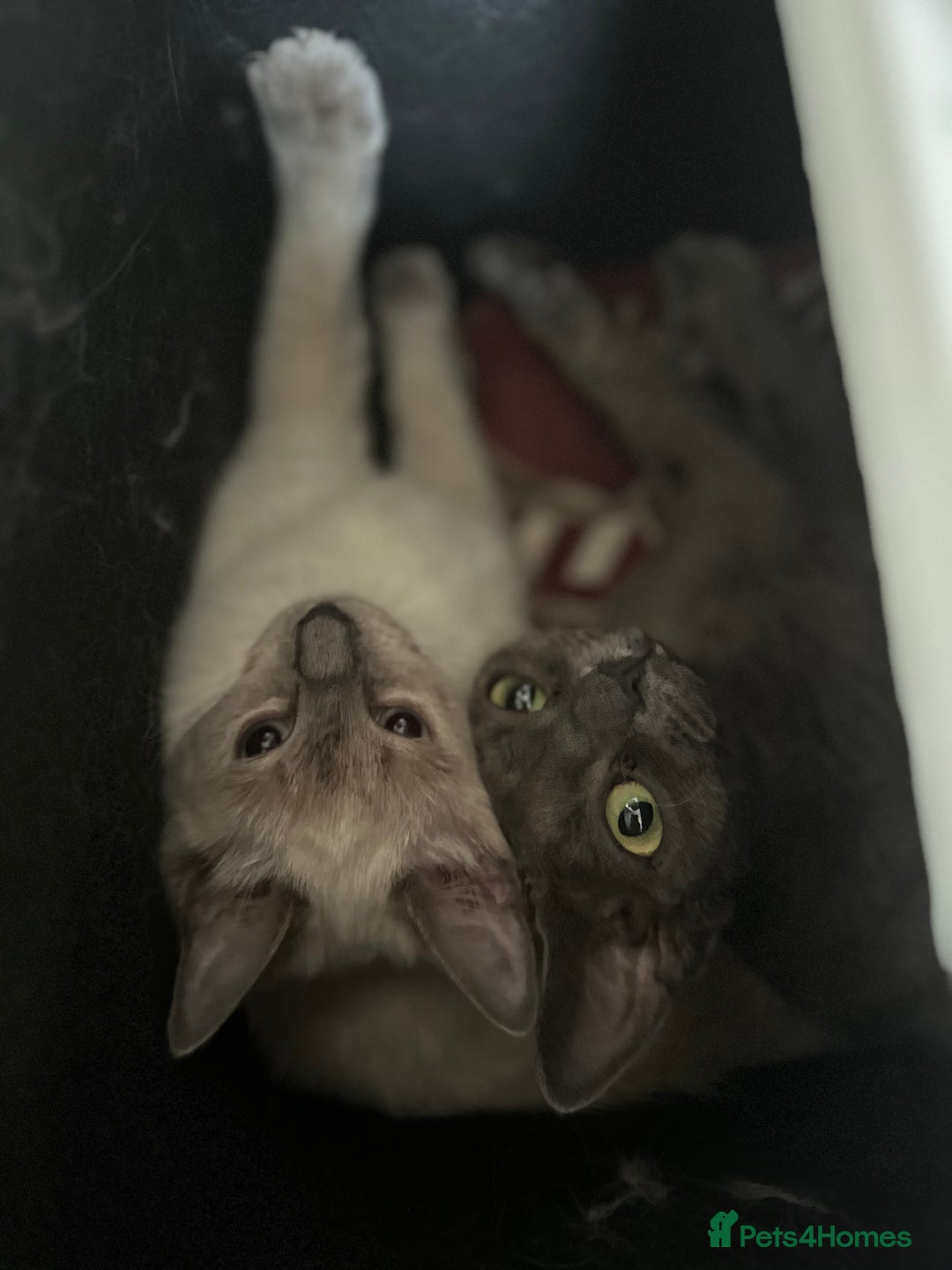 Mixed Breed cats for sale: TWO FEMALES NEED HOMES- Ragdoll mix and Devon Rex - Advert 2