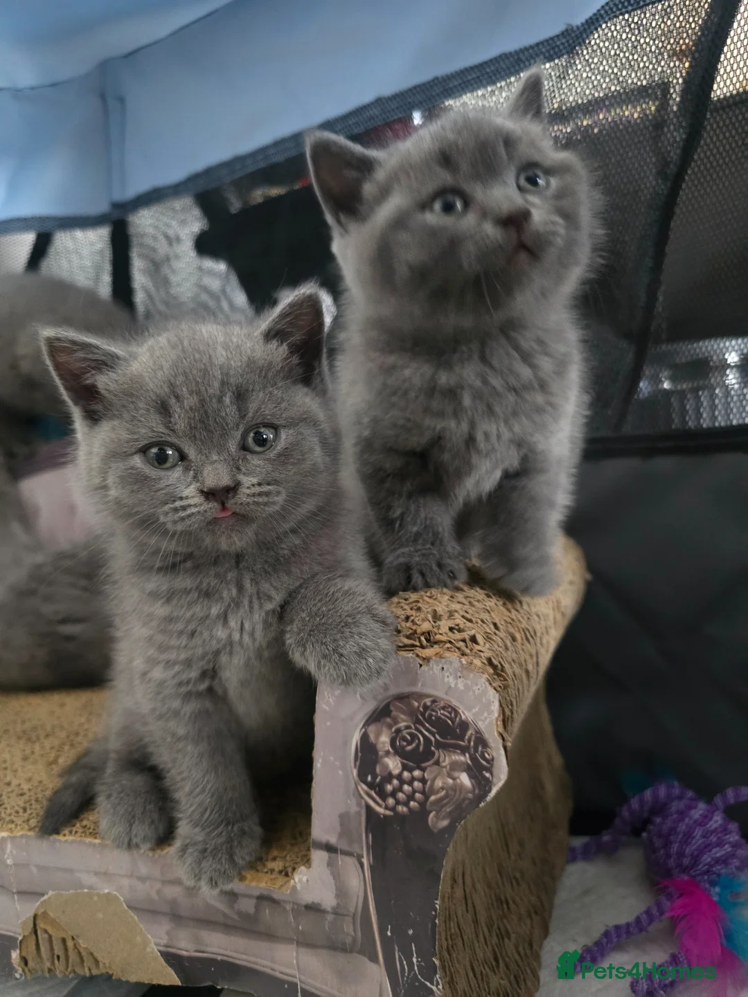 British Shorthair cats for sale: Beautiful British Shorthair Kittens  - Advert 2