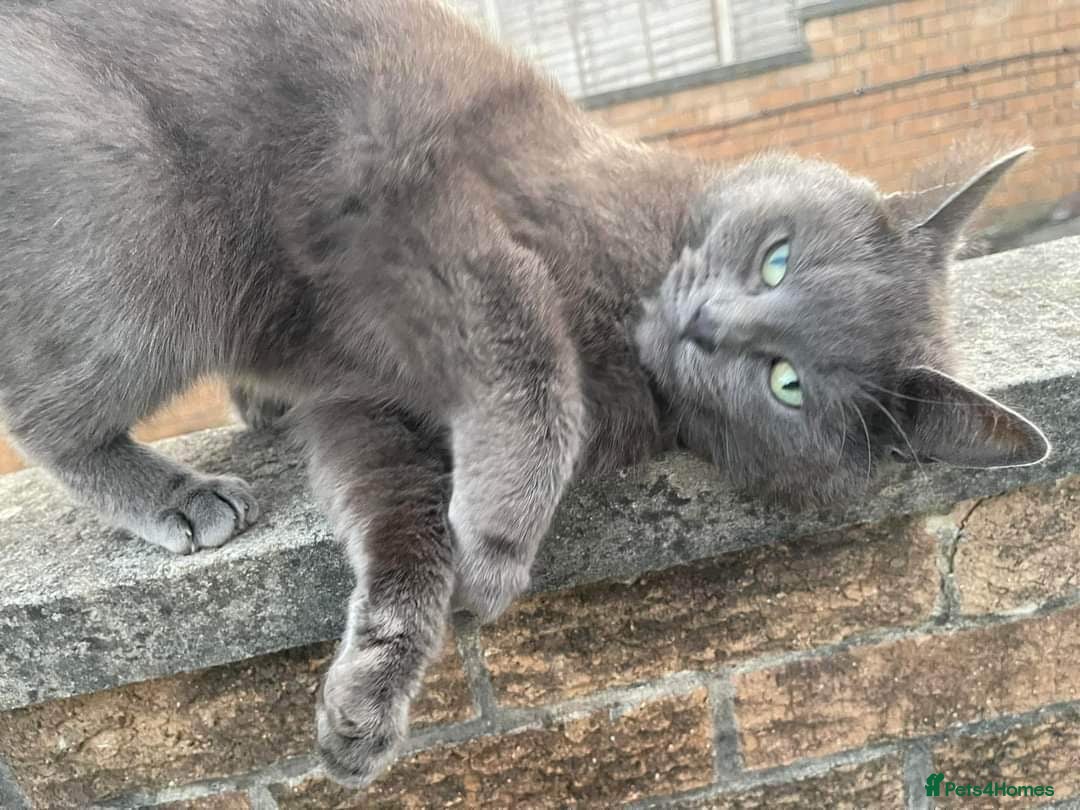 Russian Blue cats for sale: Russian Blue x - Image 20