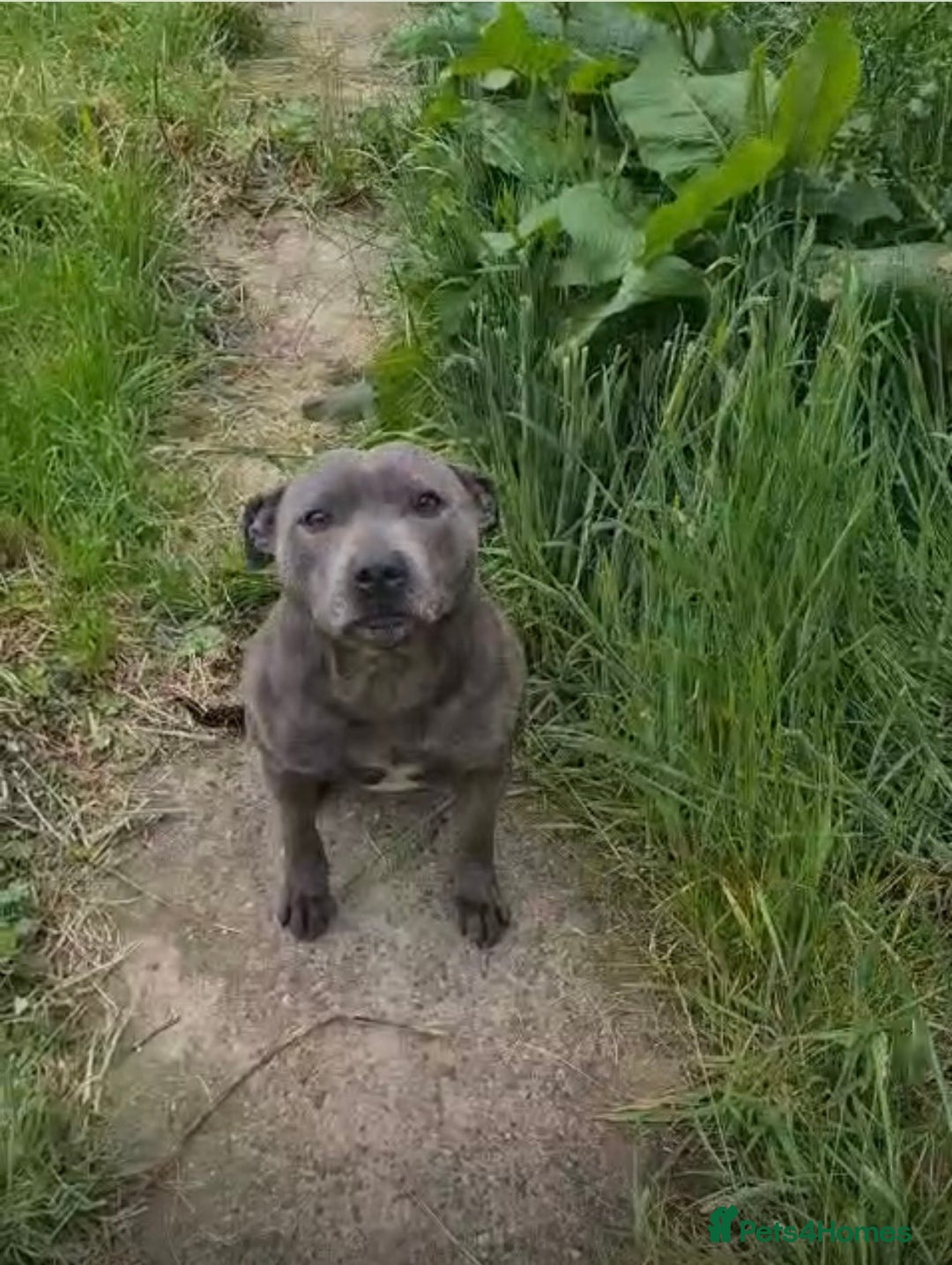 Staffordshire Bull Terrier dogs for sale: Blue staffy female - Advert 2