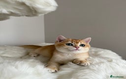 British Shorthair cats for sale: British Shorthair Golden Lilac kittens  - Image 6