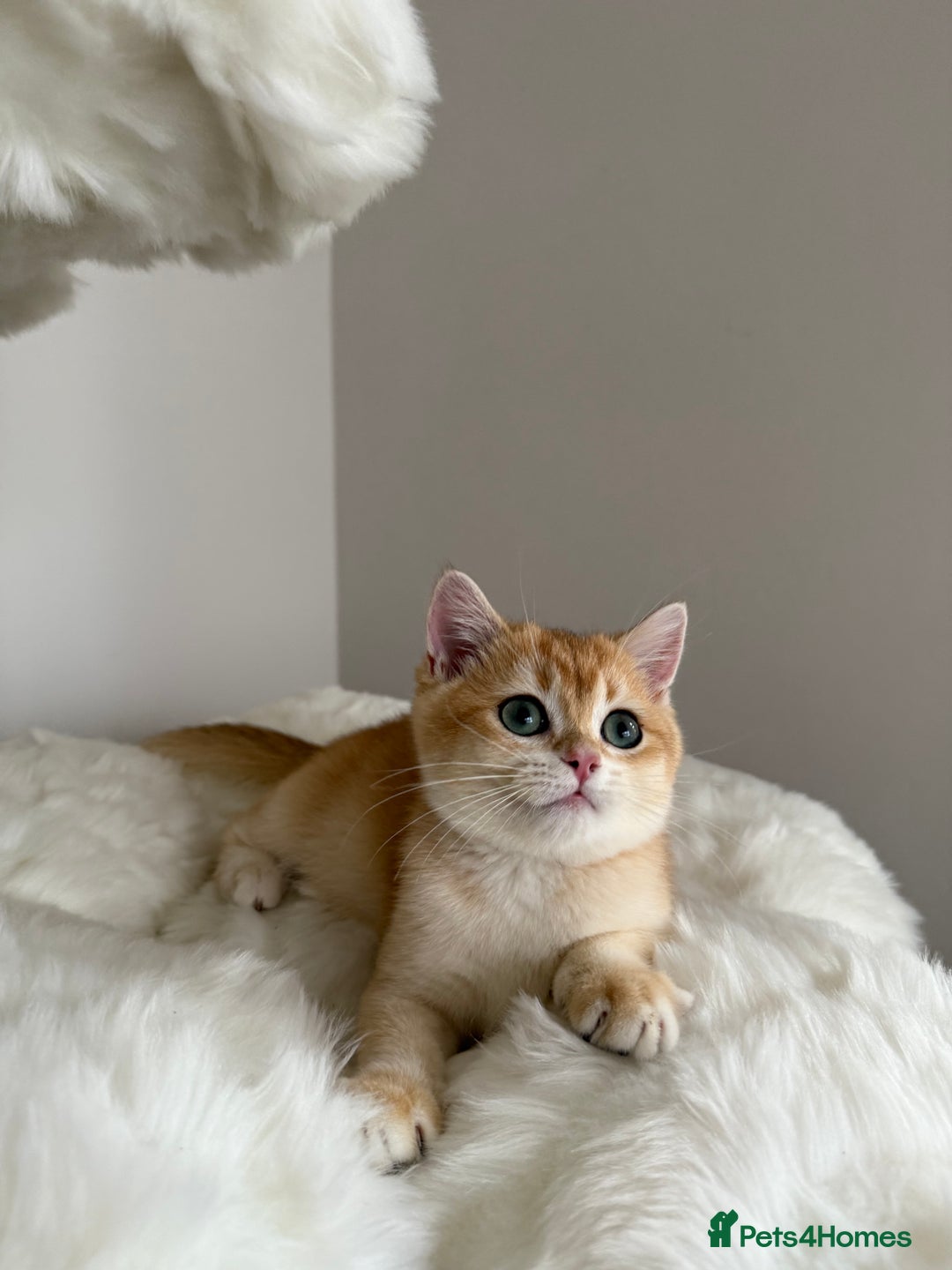 British Shorthair cats for sale: British Shorthair Golden Lilac kittens  - Image 6