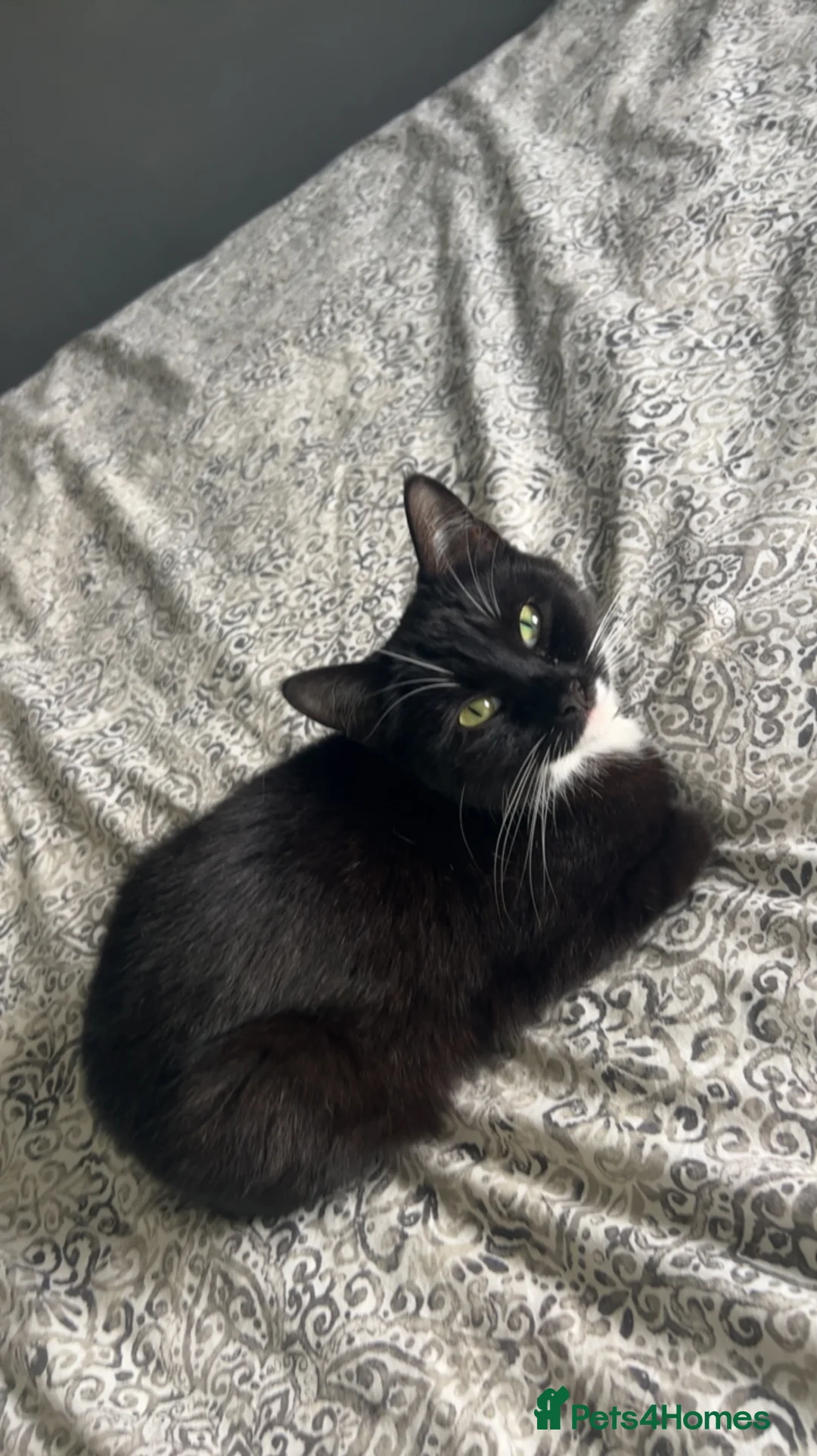 Mixed Breed cats for sale:  we’re looking to rehome our loving cat  - Advert 3