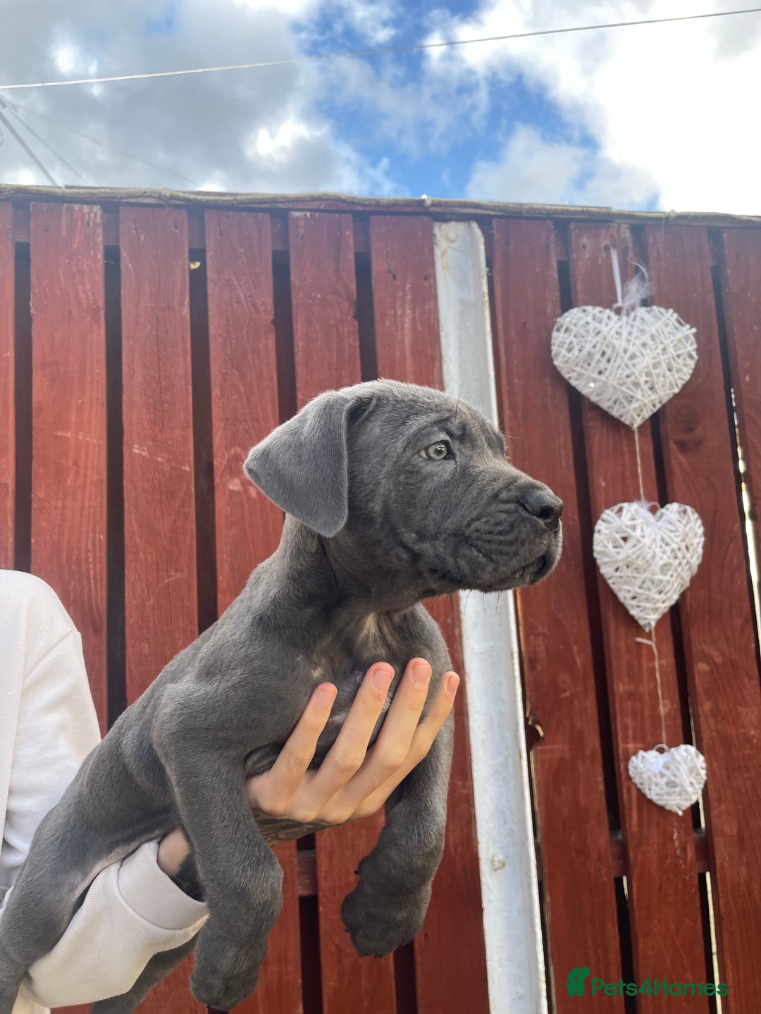 Cane Corso dogs for sale: cane corso pups - Image 4