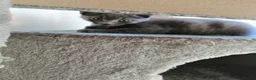Russian Blue cats for sale: Kitten - Advert 5