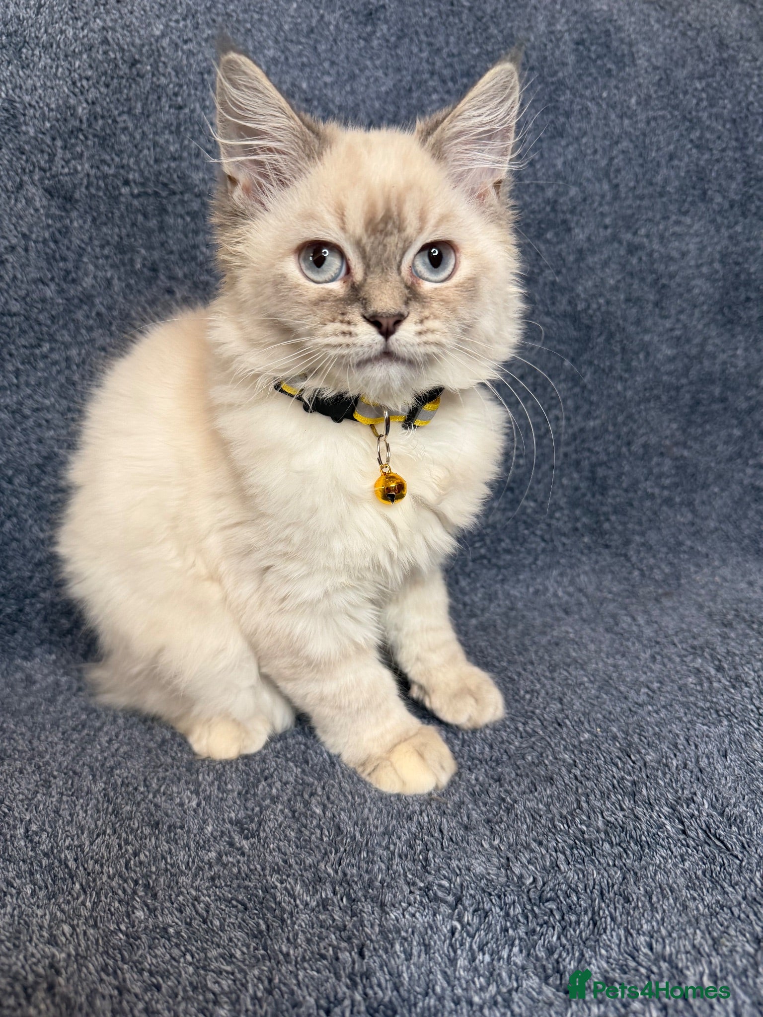 Perdoll cats ⭐️READY Now⭐️ kittens  - Advert 1