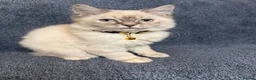 Perdoll cats for sale: ⭐️Ready Now  kittens  - Advert 14