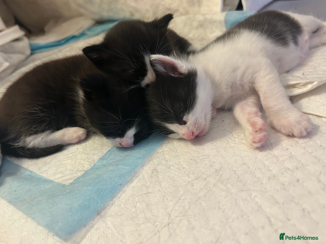Mixed Breed cats for sale: 3 ragdoll mix kittens  - Image 18