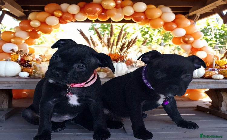 Staffordshire Bull Terrier dogs - Advert 14